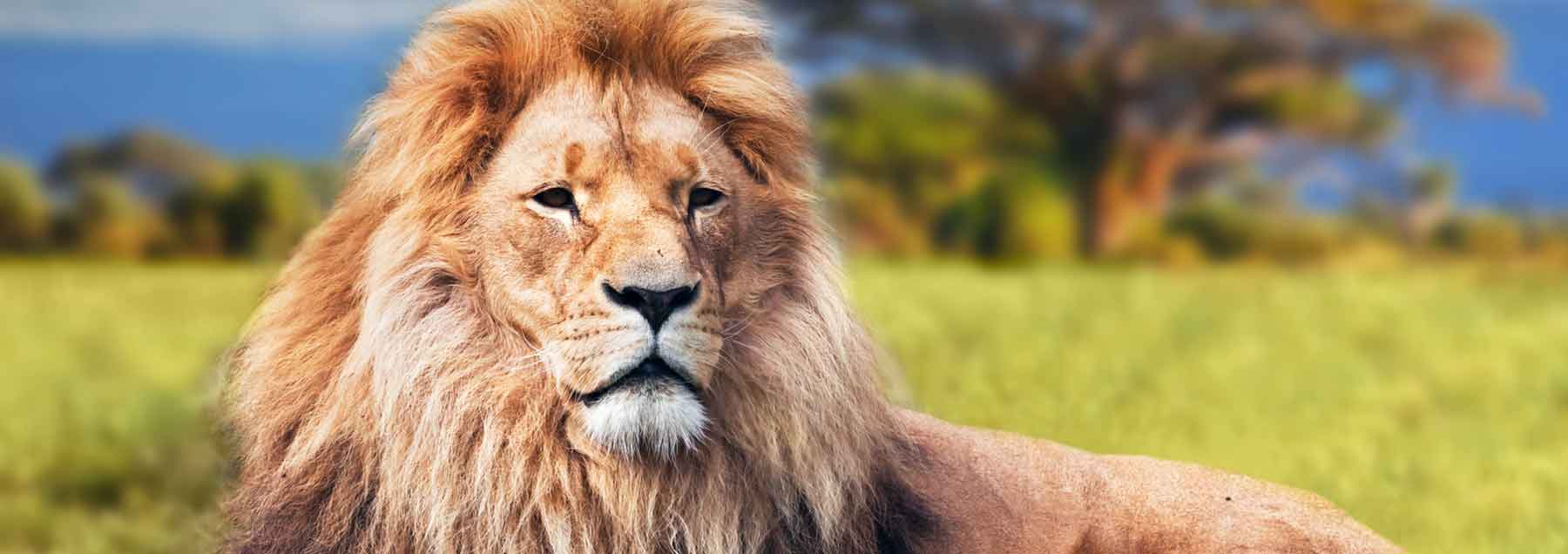 Lion in Africa - Safari