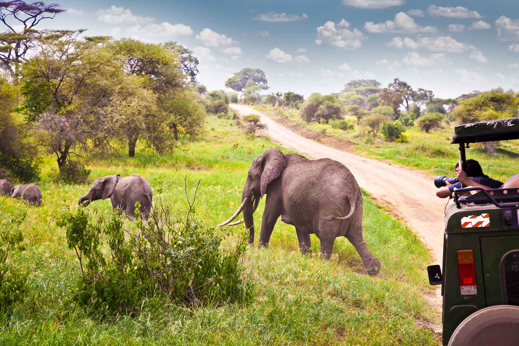 Elephants in Safari