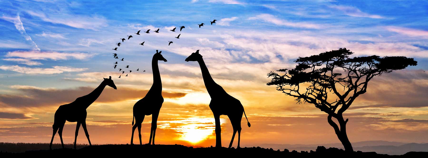 Giraffes in Safari