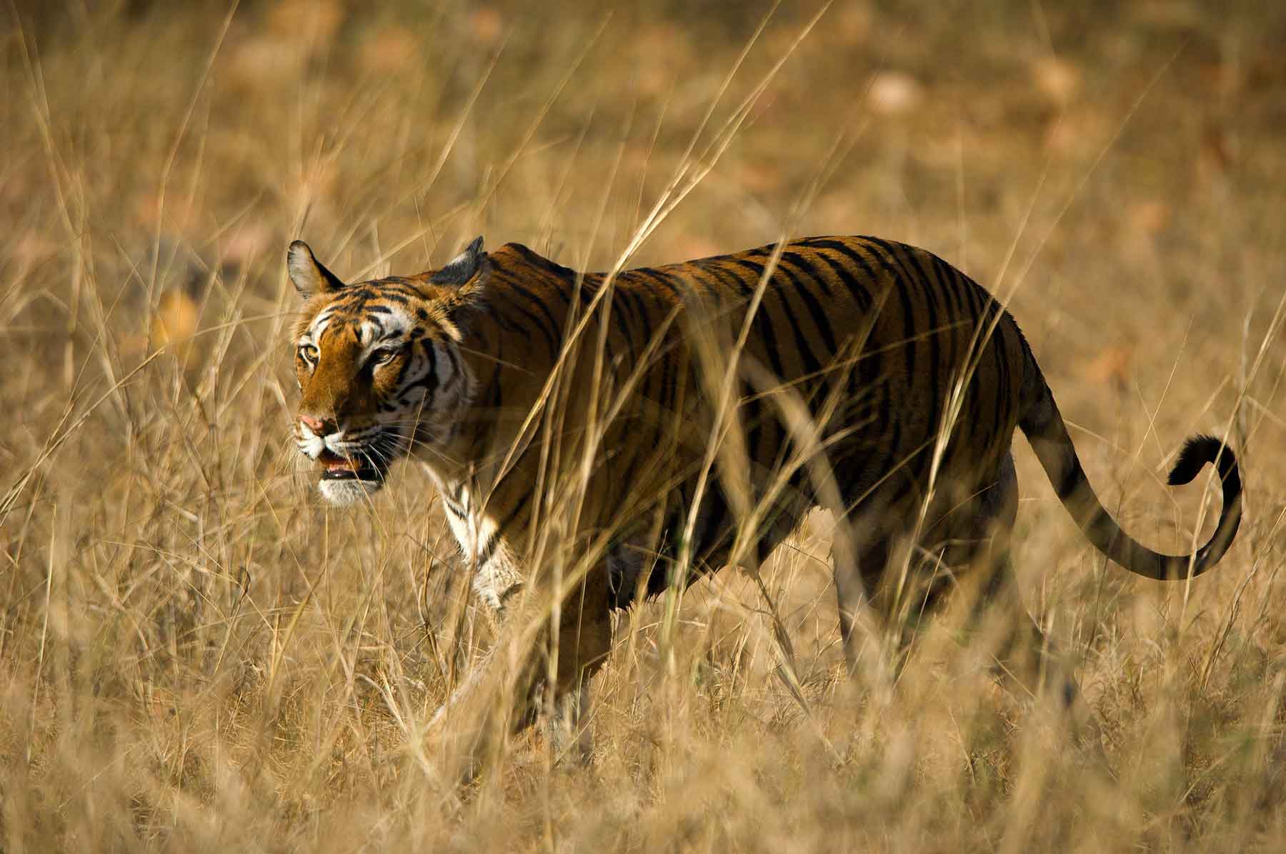 Tigers in National Park in India