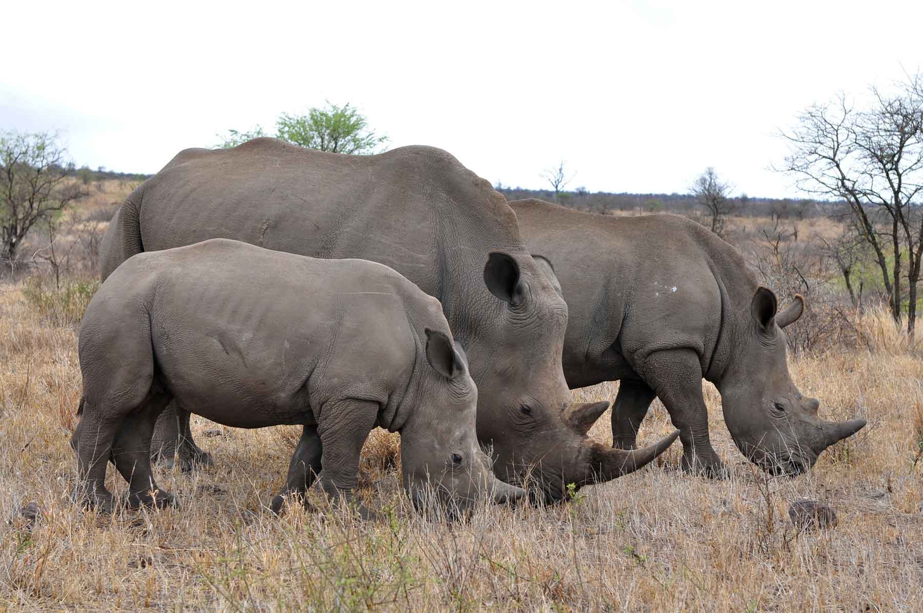 Rhinos in Safari