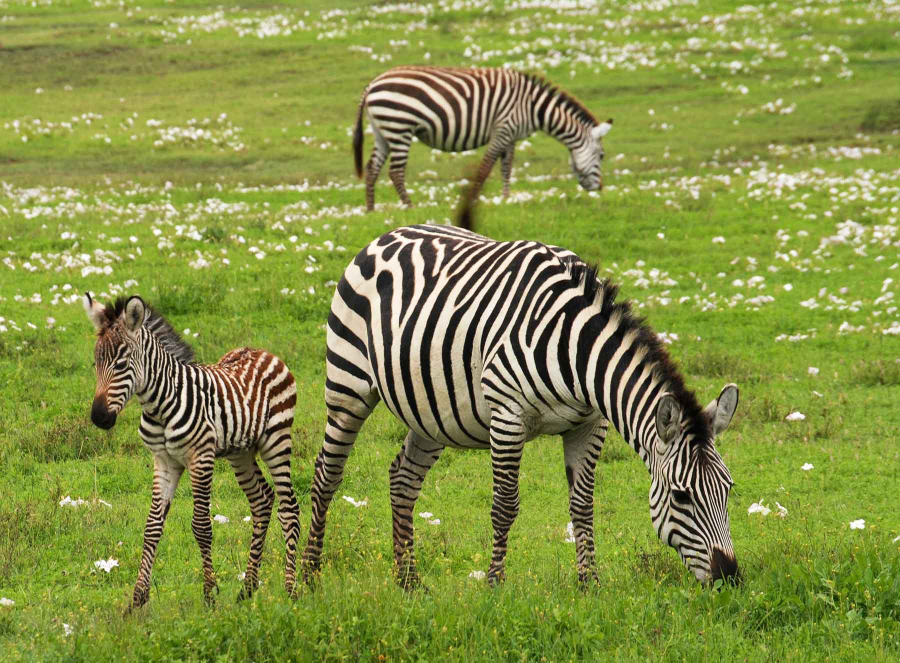 Zebras in Safari